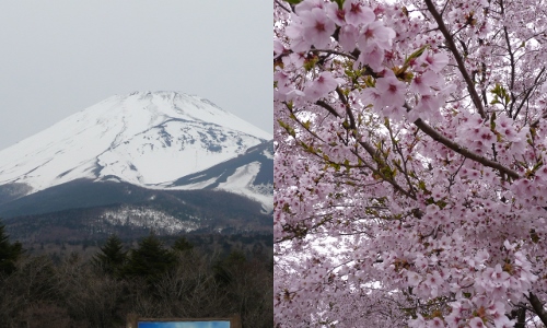 満開の桜と富士山