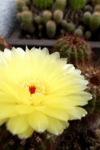 サボテンの花