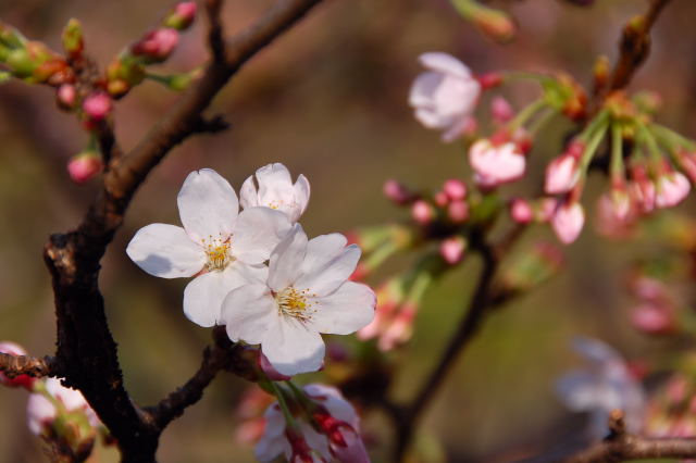 桜の花