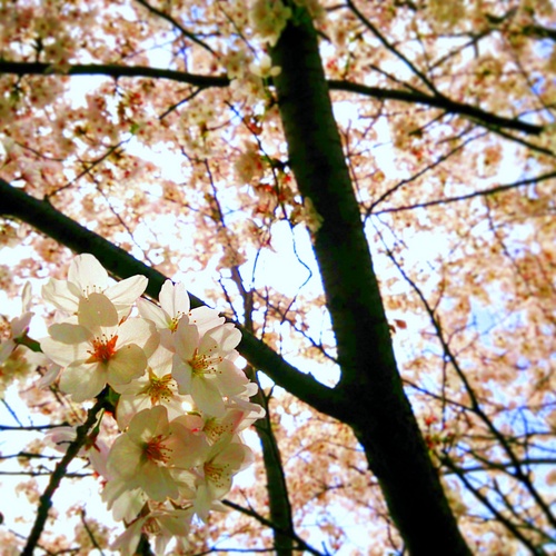 桜2015-2