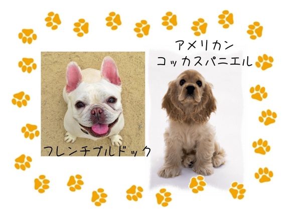 I♡Dog