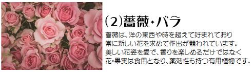 薔薇